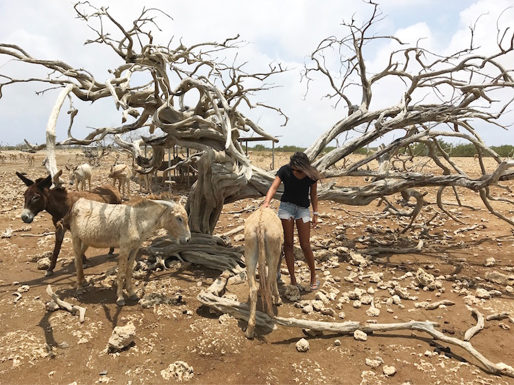 wat te doen in bonaire tips donkey sancturary