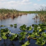 Wat te doen in Orlando Airboat Ride