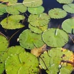 waterlely airboat ride orlando