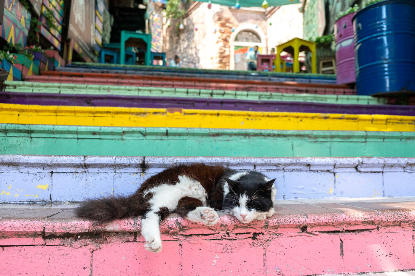 weekendje in istanbul katten