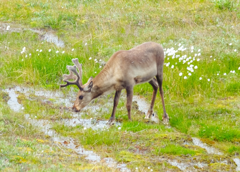 wildlife Kangerlussuaq, Groenland