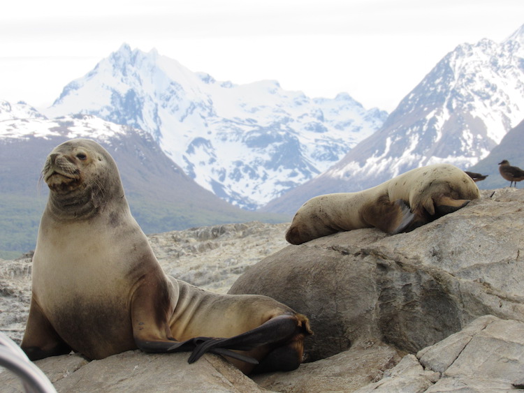 wildlife anne wereldreis maanden