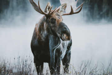 winter canada jasper national park edmonton