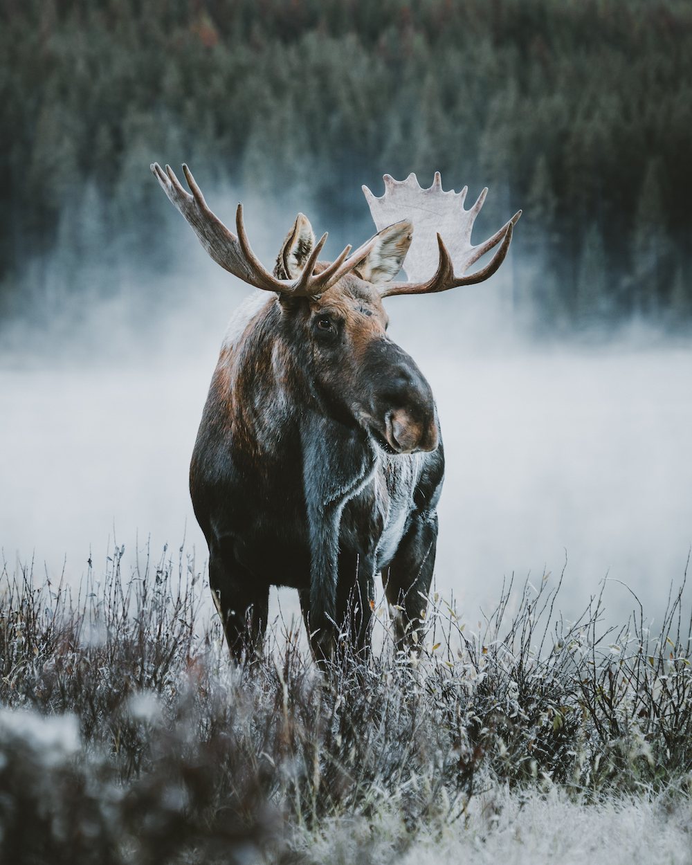 winter canada jasper national park edmonton