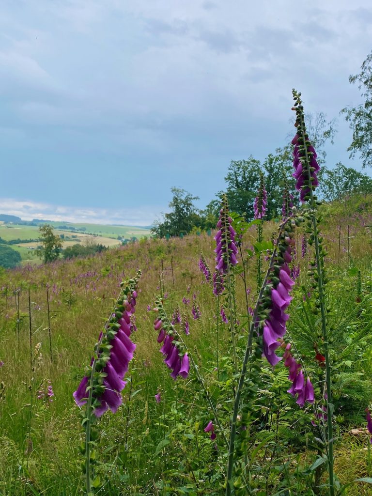 winterberg zomer wandelen hiken activiteiten