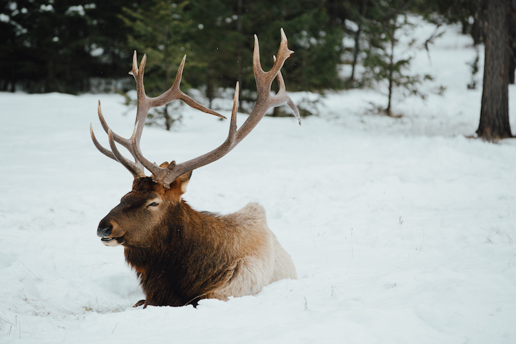 wintersportbestemming canada Eland