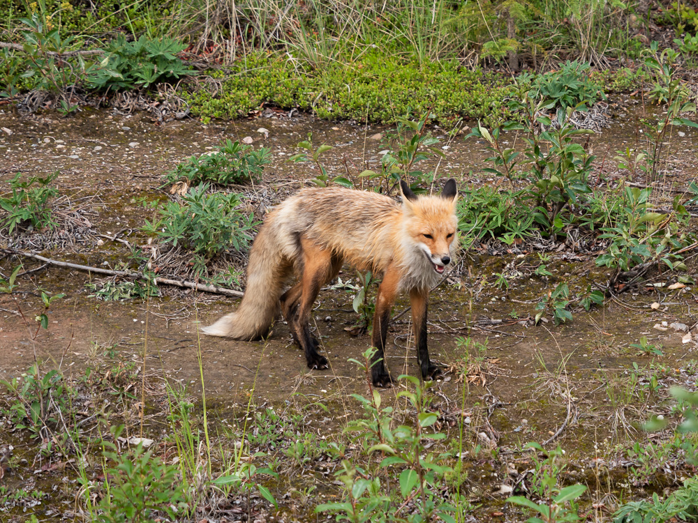 yukon dieren canada