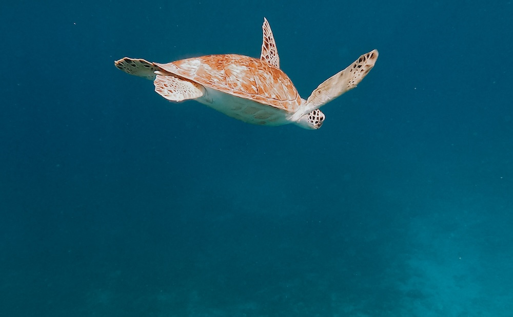 zeeschildpad Arikok Aruba