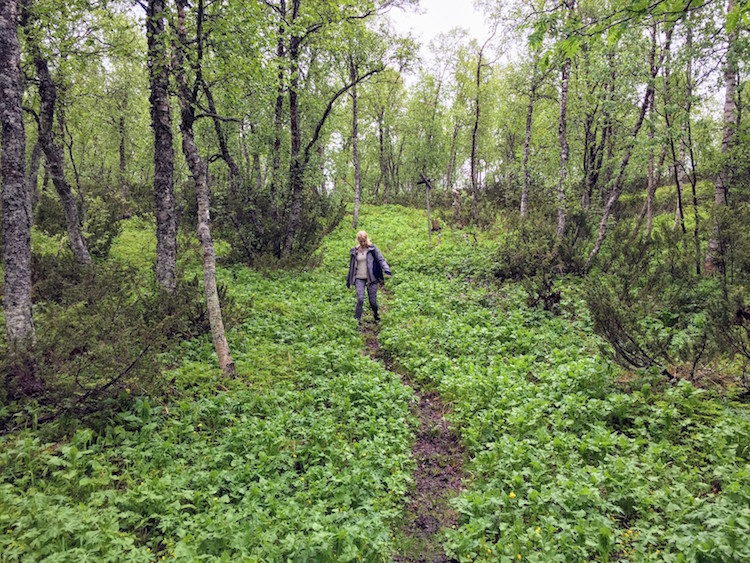 zomer in lapland Alles is groen