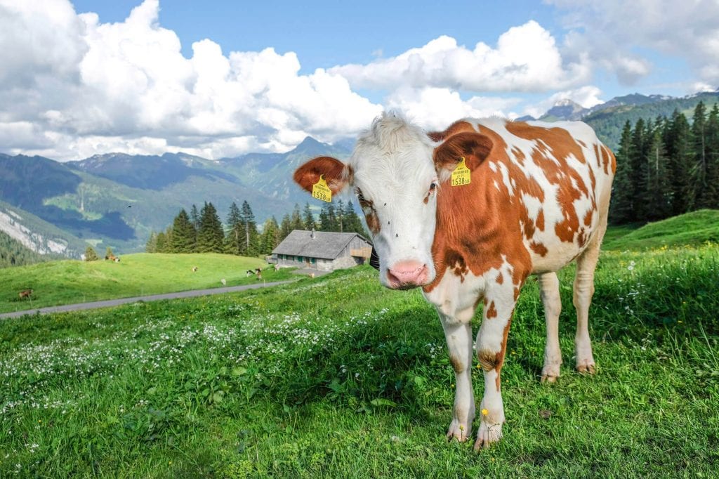 zomervakantie in oostenrijk