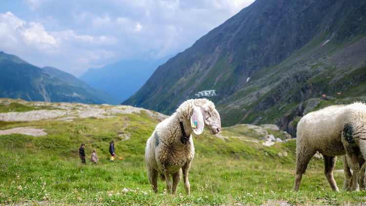 zomervakantie stubaital Hiken vlakbij gletscher