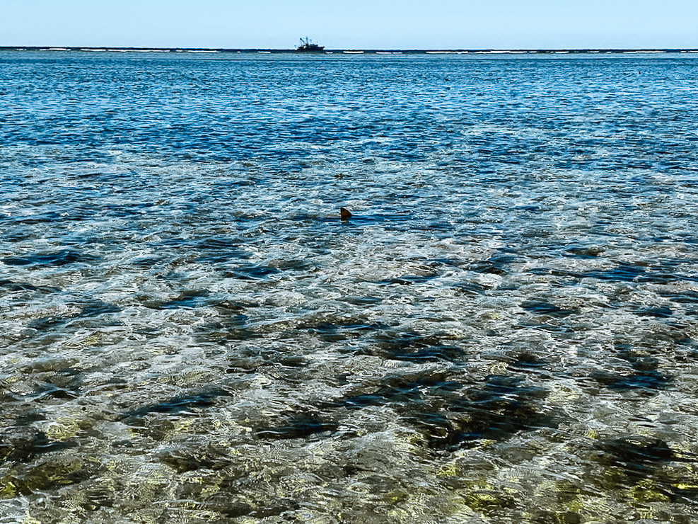 zwartpuntrifhaai, Lady Elliot Island