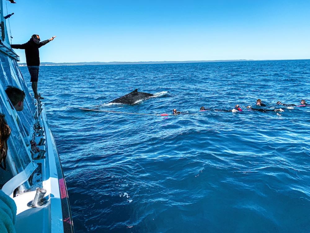 zwemmen met walvis, australie